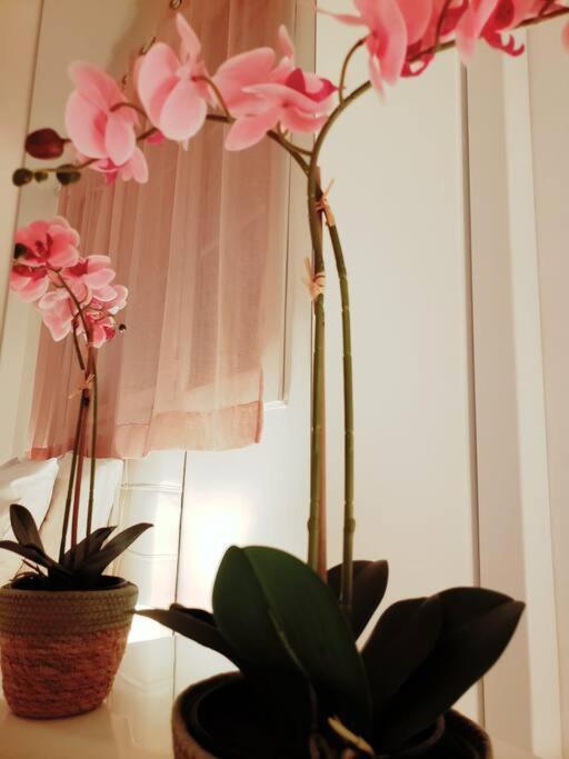 Appartement Cosy Plein Centre 尼斯 外观 照片